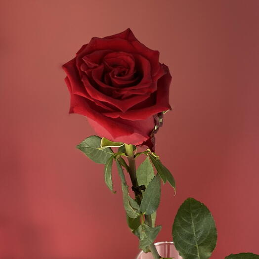 Rosa Explorer