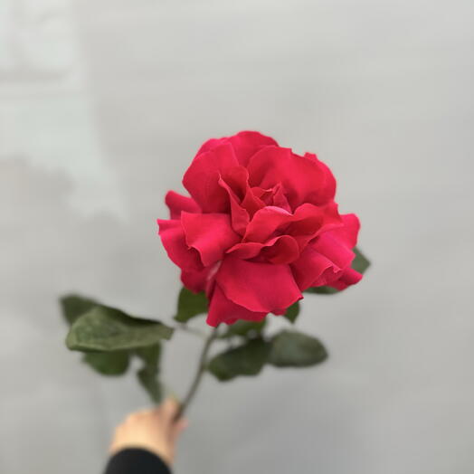 Французская Роза