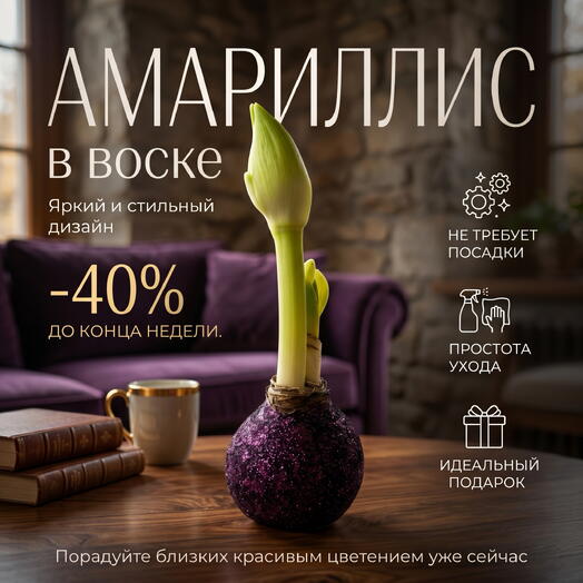 Луковица Амариллиса в воске «Винная искра»