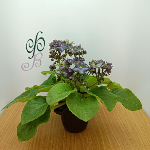 Фиалка (*134), сенполия цветущая