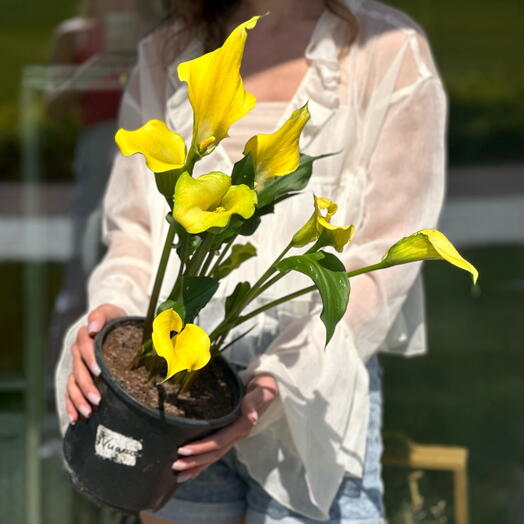 Калла желтая