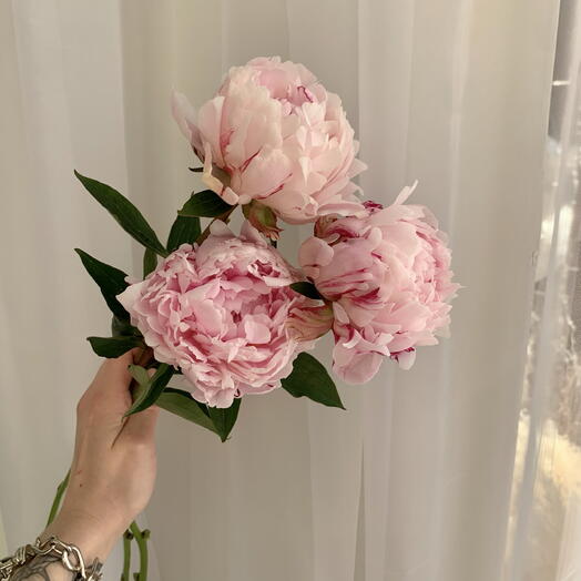 Трендовые пионы Сара Бернар | Paeonia Sara Bernhard