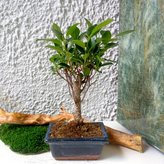 Ficus Retusa
