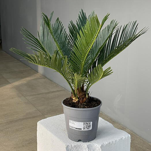 CYCAS REVOLUTA цикас революта пальма экзотическая