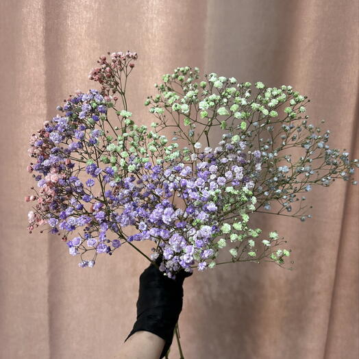Гипсофила микс Алтай премиум 🌷