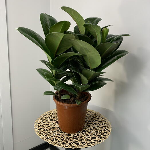 Фикус Эластика Робуста / Хлоя 3в1 в горшке d18 cm комнатные цветы на подарок