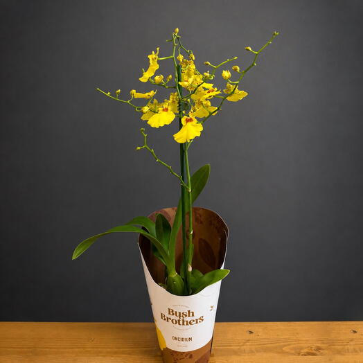 Орхидея Oncidium
