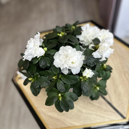 Азалия белая