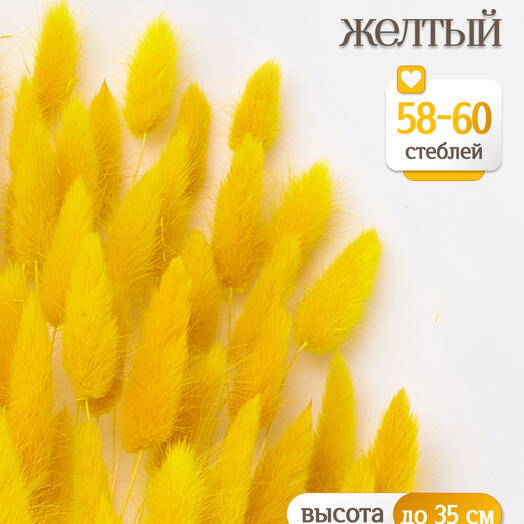 Лагурус жёлтый 60 шт. Высший сорт. Высота 25-35 см М227