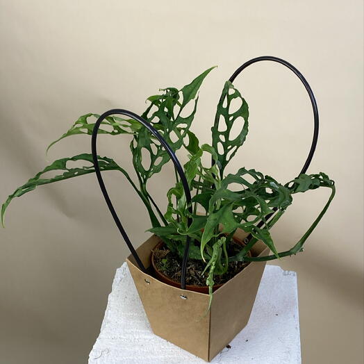 Монстера Обликва Перу Monstera obliqua  Peru  комнатное растение