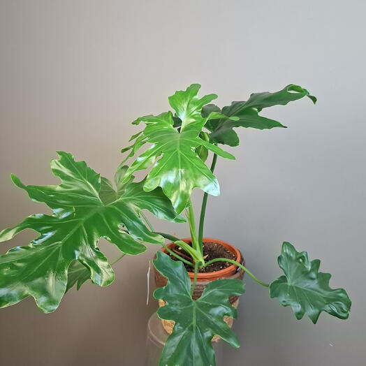 Филодендрон в плетеной корзине 🌿