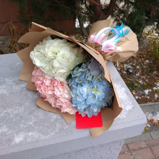 Hydrangea