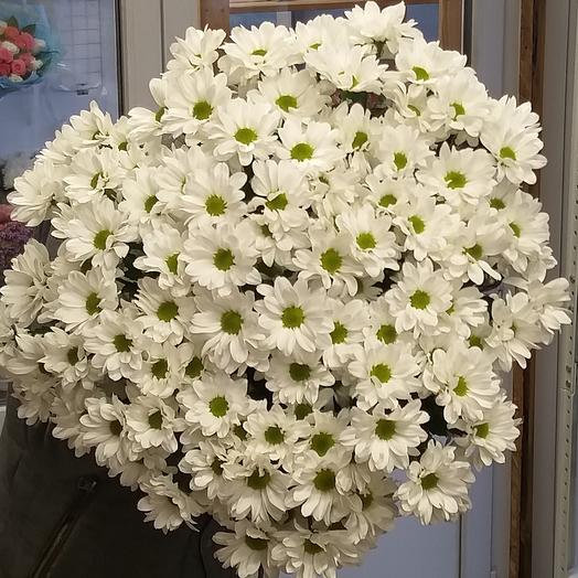 (C) 25 Chrysanthemums bushy white chamomile