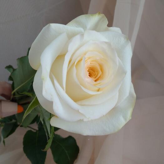 Роза пионовидная ароматная