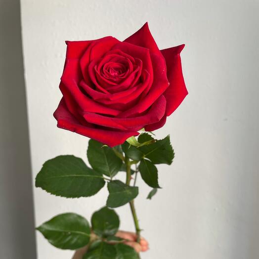 Rose Red Naomi
