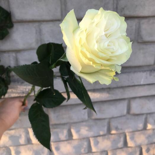 Голандская роза Мондиаль