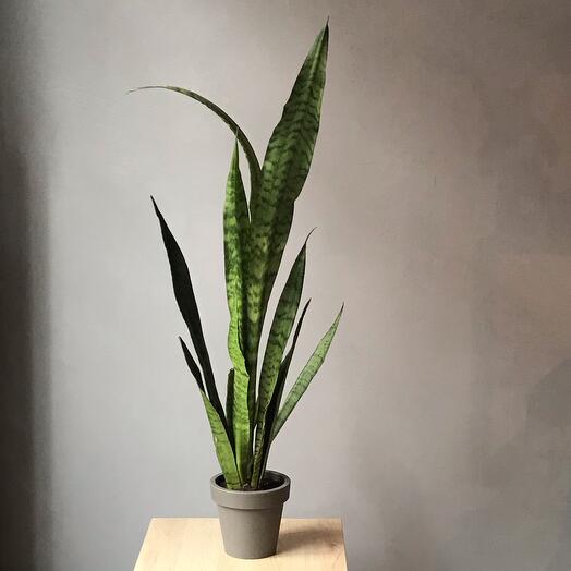 Houseplant Sansevieria (pike tail)