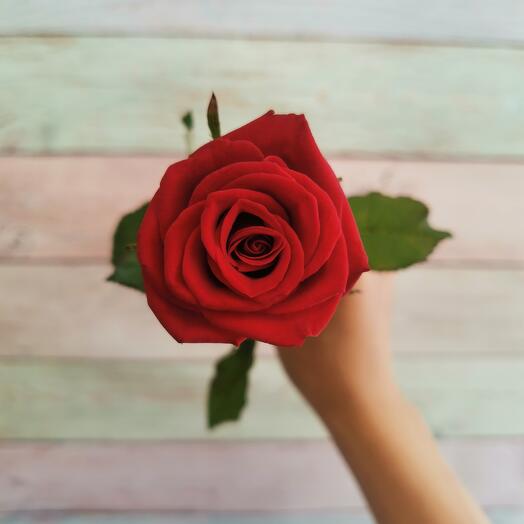 Rosa Prestige