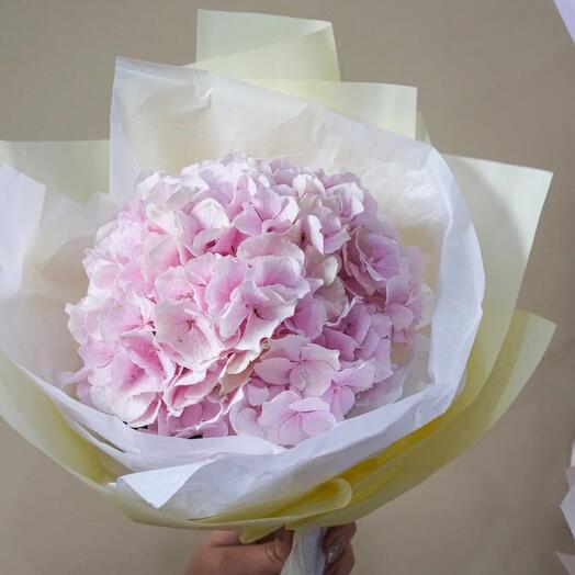 Hydrangea in a package