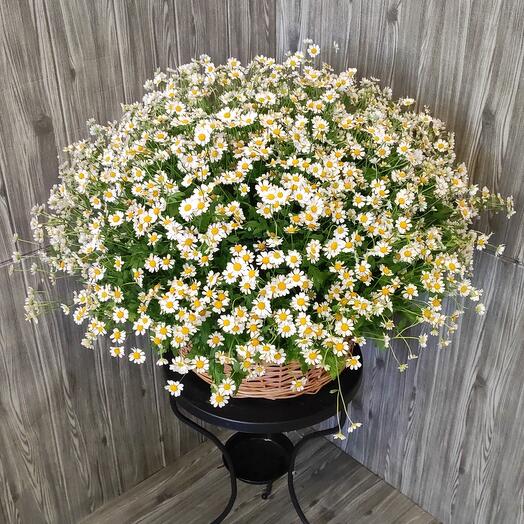 51 bush chamomile in a basket