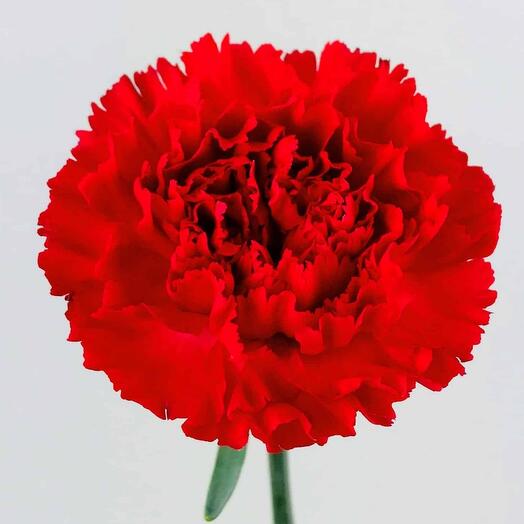 Red carnation