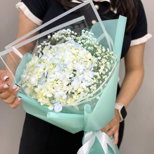 Hydrangea