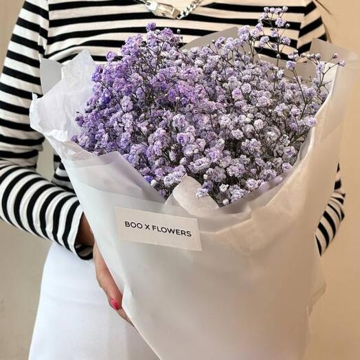Gypsophila lila