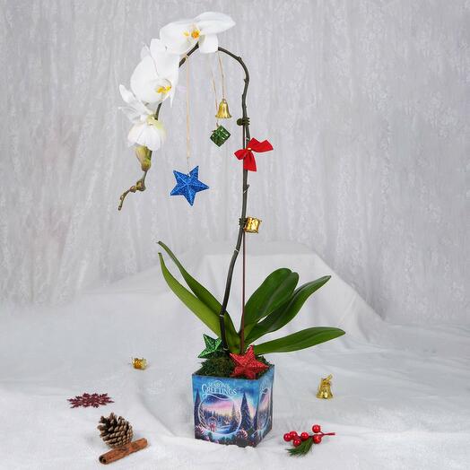 Seasons Greetings Orchid Plant