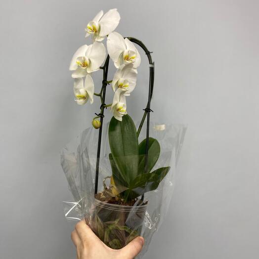 Орхидея в горшке