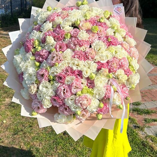 101 pink and White lisianthus