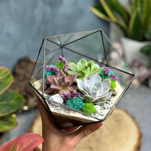 Icosahedron M, diameter 16 cm with succulents