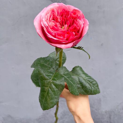 Роза пионовидная Пинк Экспрешн 50 см