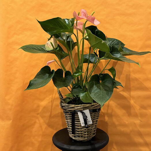 Anthurium Rosa