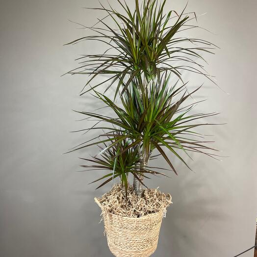 Драцена в плетеной корзине