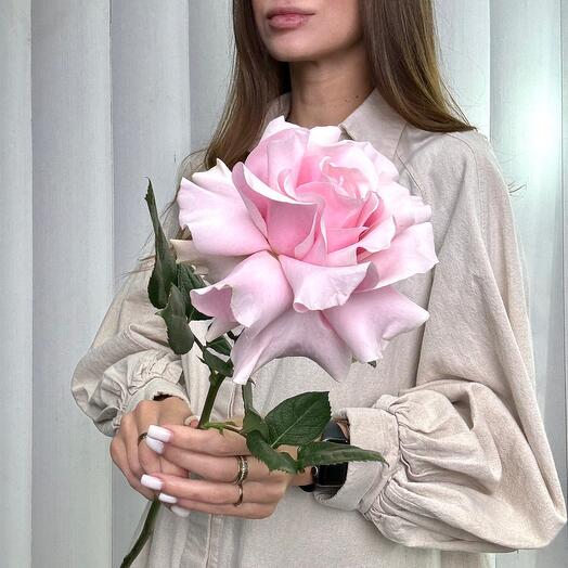 Французская роза розовая