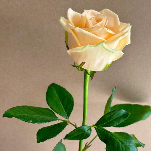 Аваланж Пич