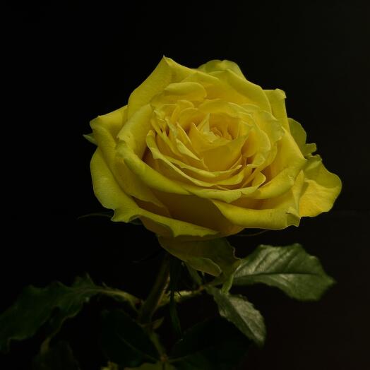 Желтая роза