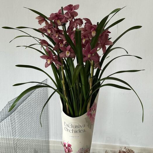 Orchid cymbidium