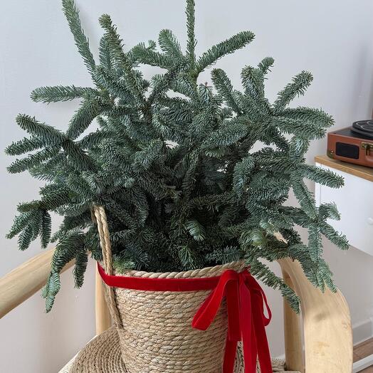 Корзина из хвои L