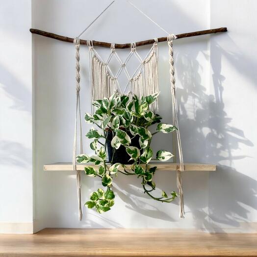 Planta Colgante de Potos Marble Queen con Estanteria de Macrame