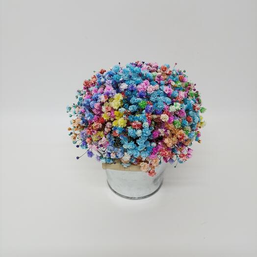 Gypsophila arcoíris en un cubo