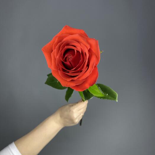 The Red Rose