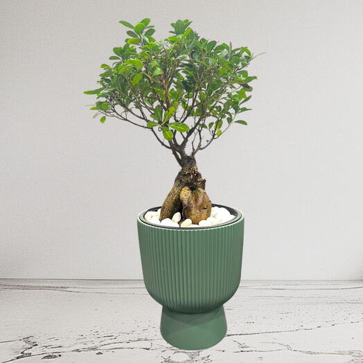 Ficus Bonsai – Ginseng Bonsai – Ficus Retusa Plant