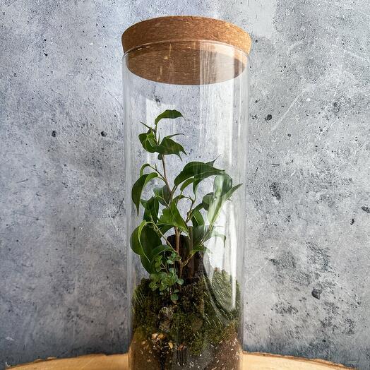 Экосистема с фикусом🌿