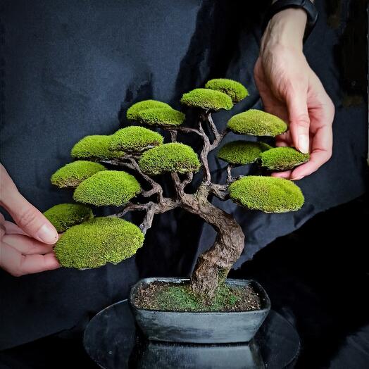 Bonsai "Shakan"