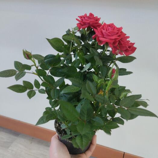 Роза кордана
