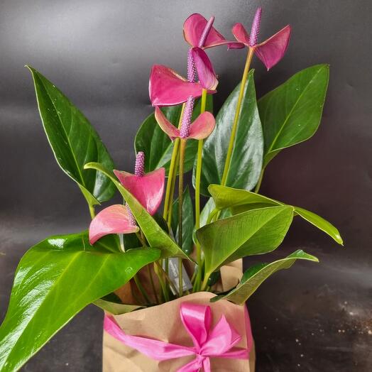 Антуриум розовый