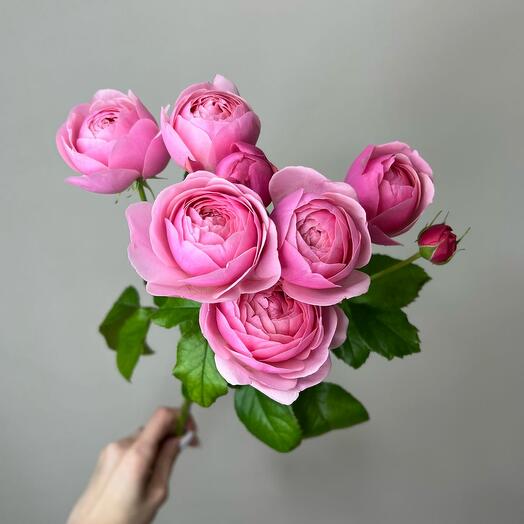 Кустовая роза Silva Pink