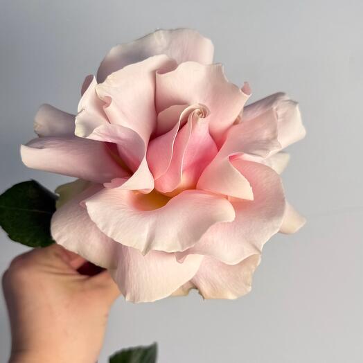 Rosa francesa rosa mondial
