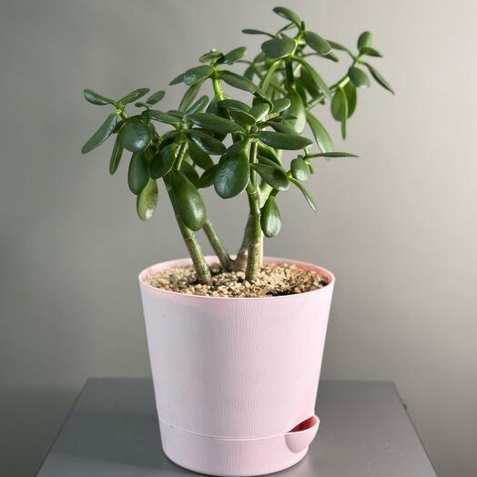 Комнатное растение «крассула»